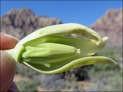 Eastern Joshua Tree (Yucca jaegeriana)