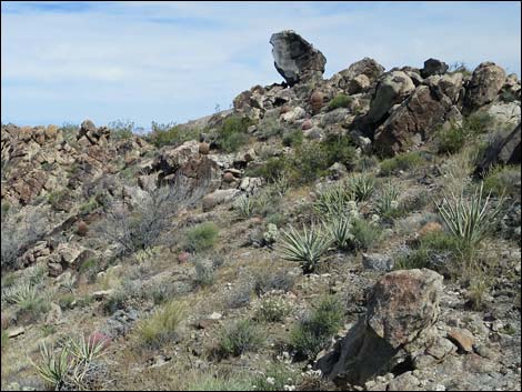 Jumbo Springs Wilderness Area