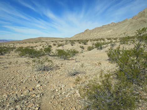 Lime Canyon Wilderness Area