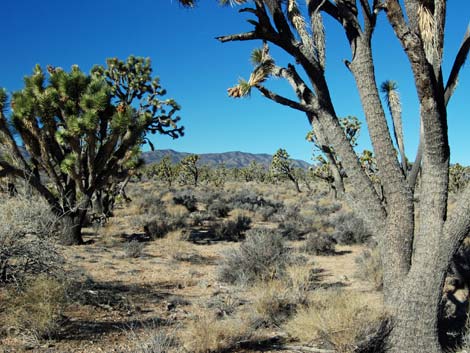 Wee Thump Joshua Tree Wilderness Area