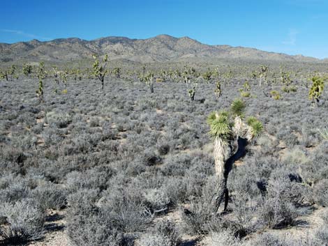 Wee Thump Joshua Tree Wilderness Area