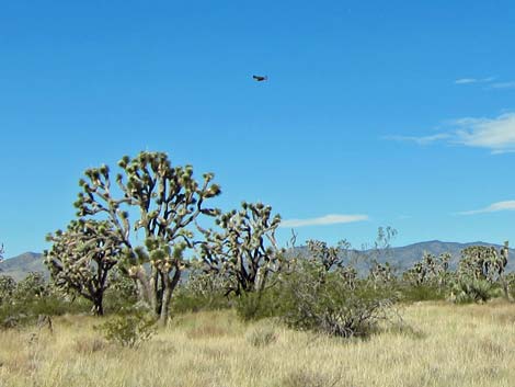 Wee Thump Joshua Tree Wilderness Area