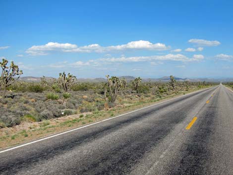 Wee Thump Joshua Tree Wilderness Area