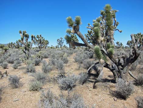 Wee Thump Joshua Tree Wilderness Area