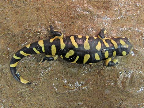 Tiger Salamander (Ambystoma tigrinum)