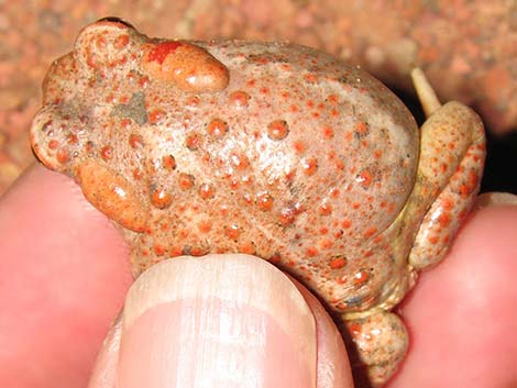 Arizona Toad (Anaxyrus microscaphus)