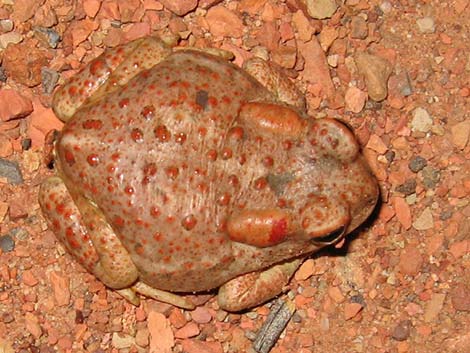 Arizona Toad (Anaxyrus microscaphus)