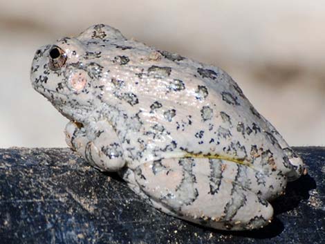 Canyon Treefrog (Hyla arenicolor)