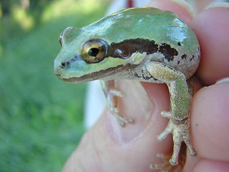 Pacific Treefrog (Pseudacris regilla)