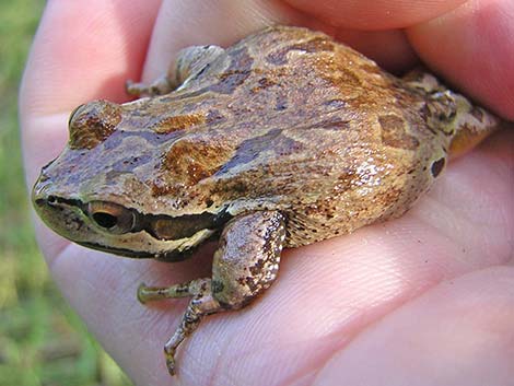 Northern Pacific Treefrog (Pseudacris regilla)