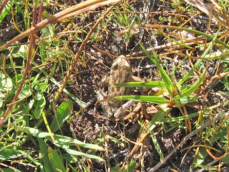 Northern Pacific Treefrog (Pseudacris regilla)