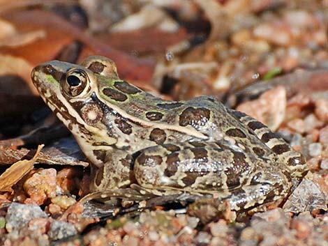 Rio Grande Leopard Frog (Rana berlandieri)