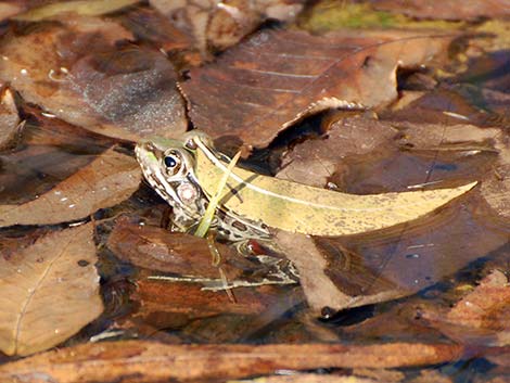 Rio Grande Leopard Frog (Rana berlandieri)