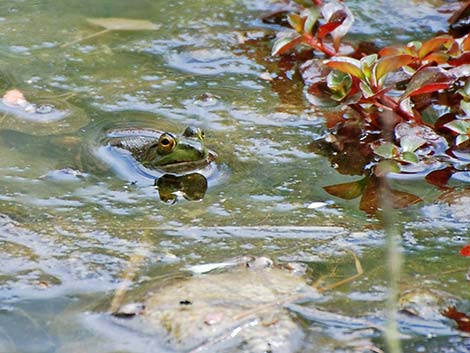 Bullfrog (Lithobates catesbeiana)