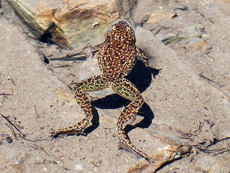 Mountain Yellow-legged Frog (Rana muscosa)