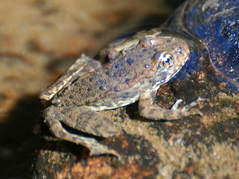 Mountain Yellow-legged Frog (Rana muscosa)