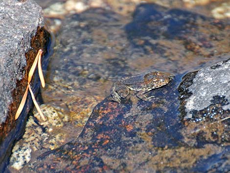 Mountain Yellow-legged Frog (Rana muscosa)