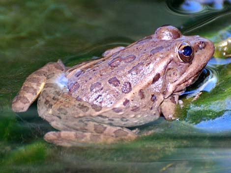 Relict Leopard Frog (Lithobates onca)