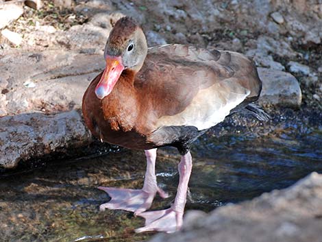 Black-bellied Whistling-Duck (Dendrocygna autumnalis)