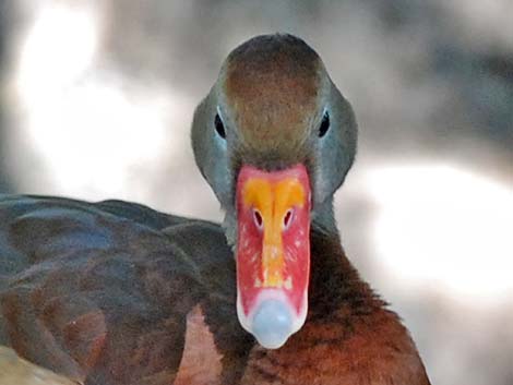 Black-bellied Whistling-Duck (Dendrocygna autumnalis)