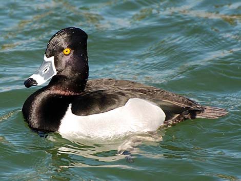 Ring-necked Duck (Aythya collaris)