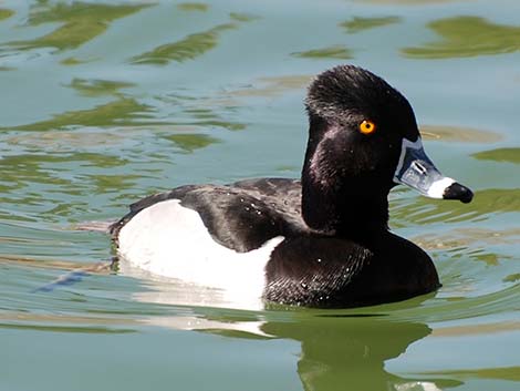 Ring-necked Duck (Aythya collaris)