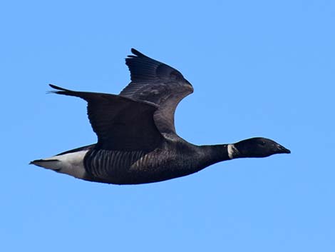 Brant (Branta bernicla)