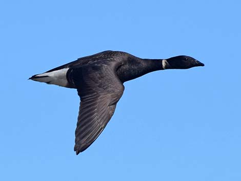 Brant (Branta bernicla)