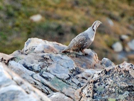 Himalayan Snowcock (Tetraogallus himalayensis)