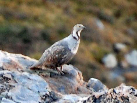 Himalayan Snowcock (Tetraogallus himalayensis)