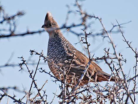 Scaled Quail (Callipepla squamata)