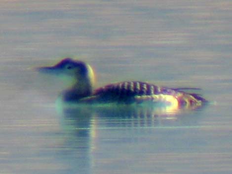 Yellow-billed Loon (Gavia adamsii)