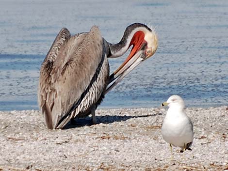 Brown Pelican (Pelecanus occidentalis)