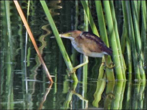 Least Bittern (Ixobrychus exilis)