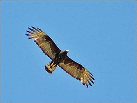 Zone-tailed Hawk (Buteo albonotatus)