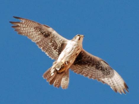 Prairie Falcon (Falco mexicanus)