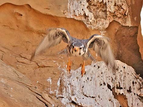 Prairie Falcon (Falco mexicanus)