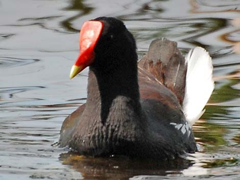 Common Gallinule (Gallinula galeata)