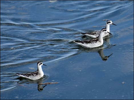 Red-necked Phalarope (Phalaropus lobatus)