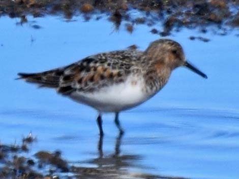 Sanderling (Calidris alba)