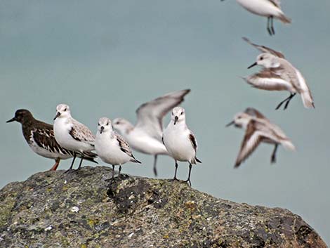 Sanderling (Calidris alba)