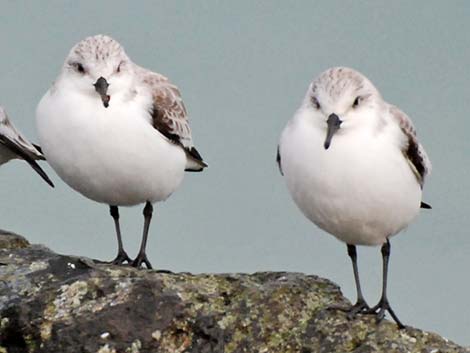 Sanderling (Calidris alba)