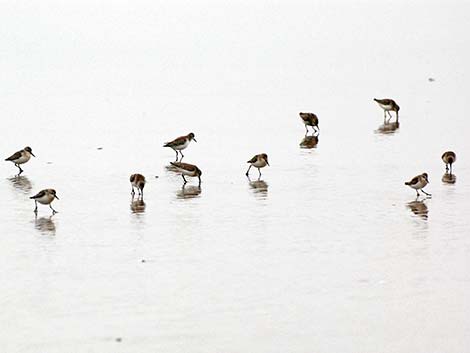 Sanderling (Calidris alba)