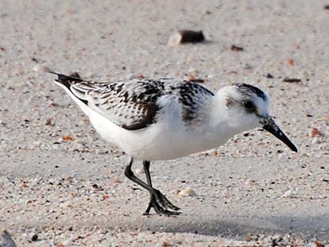 Sanderling (Calidris alba)