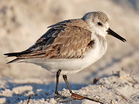 Sanderling (Calidris alba)