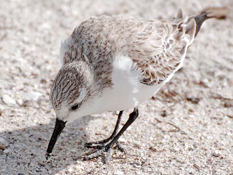 Sanderling (Calidris alba)