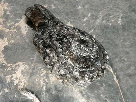 Common Poorwill (Phalaenoptilus nuttallii)