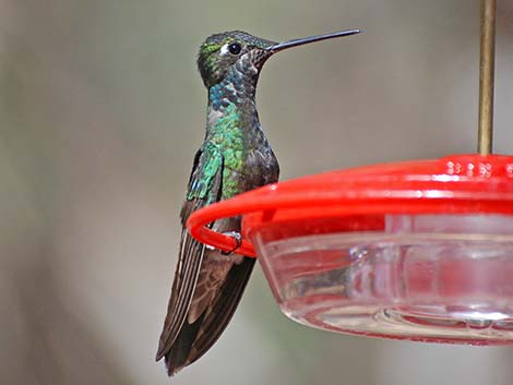 Rivoli's Hummingbird (Eugenes fulgens)