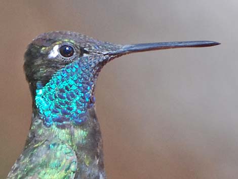 Rivoli's Hummingbird (Eugenes fulgens)