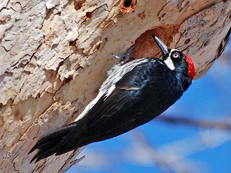 Acorn Woodpecker (Melanerpes formicivorus)